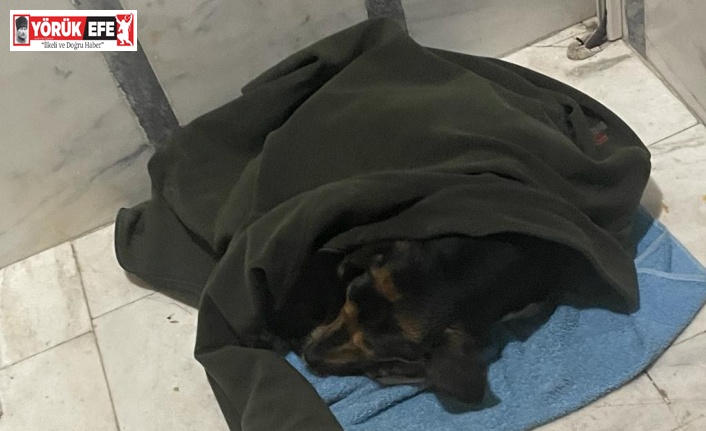 Yağmurda ıslanan köpeği ceketine sardı, apartman içerisine alarak ısıttı