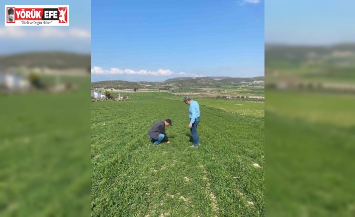 Aydın’da hububat ekili araziler denetlendi