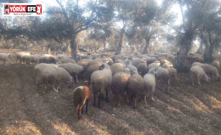 Kaybolan koyunları jandarma buldu