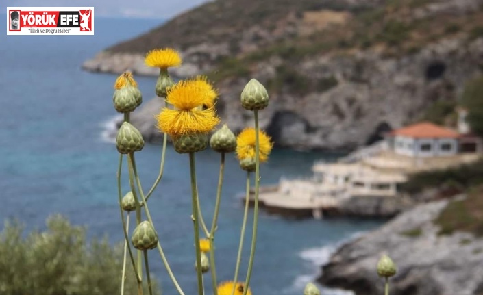 Kuşadası Belediyesi’nden ‘Doğal Botanik Parka’ koruma çemberi