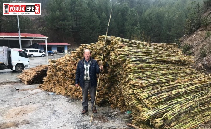 Aydın’daki kargılar Denizli’ye açıldı