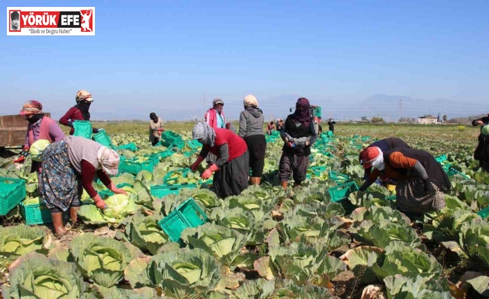 Aydın’ın beyaz lahanası ilgi görüyor