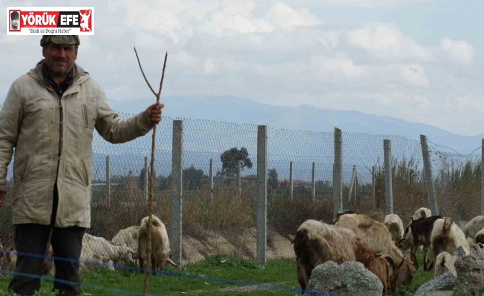 Bahar yağmurları çobanların yüzünü güldürdü