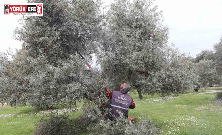 Efeler’deki zeytin bahçelerinde bakım çalışmaları devam ediyor