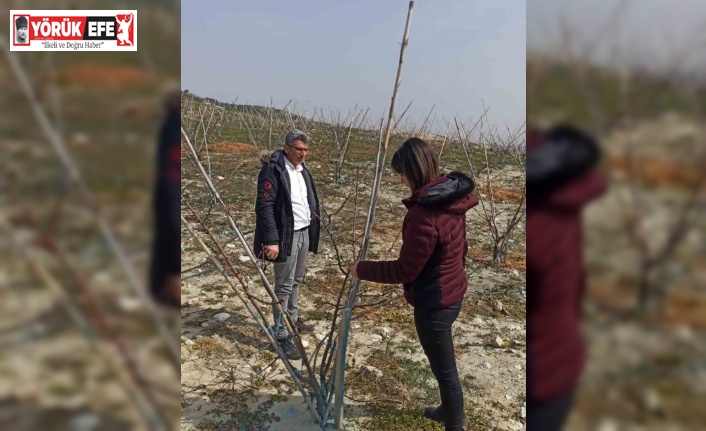 Erkenci kayısılar için zararlı ve hastalık kontrolleri yapıldı