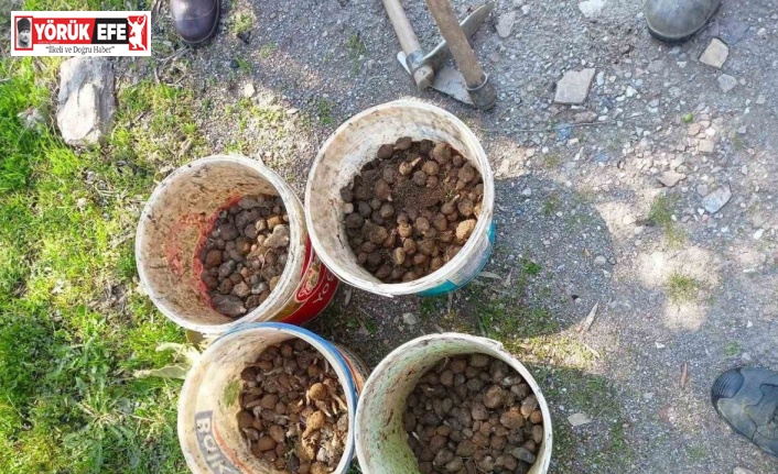 Kaçak salep avcıları jandarmadan kaçamadı