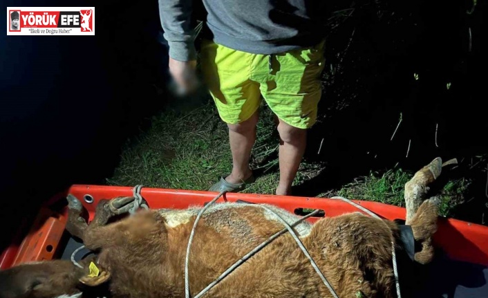 Aydın’da itfaiye ekiplerinden büyükbaş hayvan kurtarma operasyonu