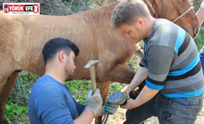 Aydın’da nisan yağışlarıyla sarp arazilerin tavı geldi, çifte koşulan atlar bakıma alındı