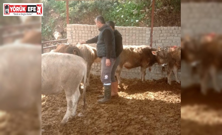 Didim’de şap hastalığı için aşılama çalışmaları devam ediyor