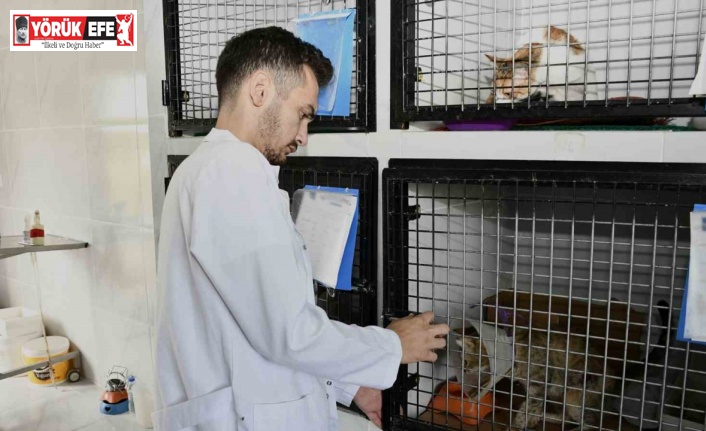 Kuşadası’nda patili dostlar emin ellerde