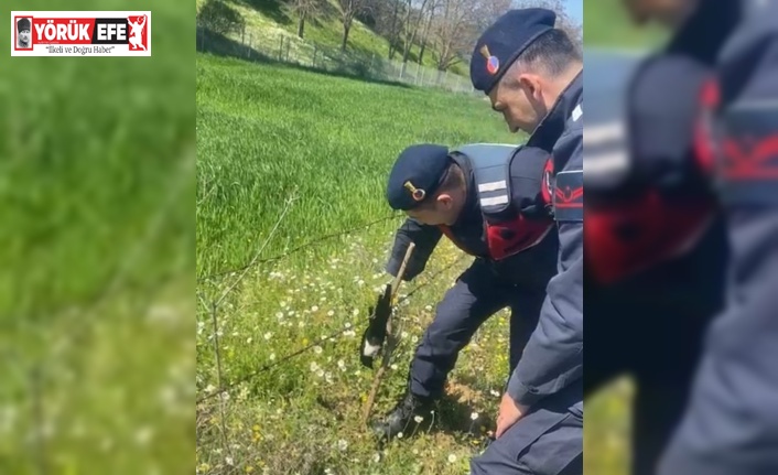 Tele takılan saksağanı jandarma kurtardı