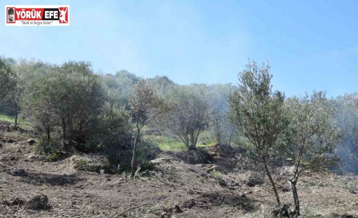 Uzun süredir bakımsız olan zeytin ağaçları budanıyor