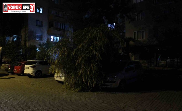Vatandaşın dikkati devrilen ağaçtan otomobilleri kurtardı