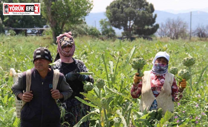 Aydın’da enginar hasadında sona yaklaşıldı