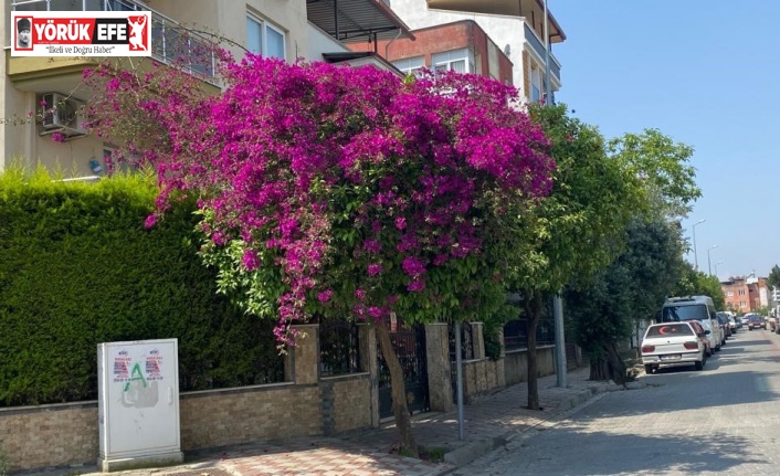 Aydın’da yaz aylarının gelmesi ile sokaklar renklendi