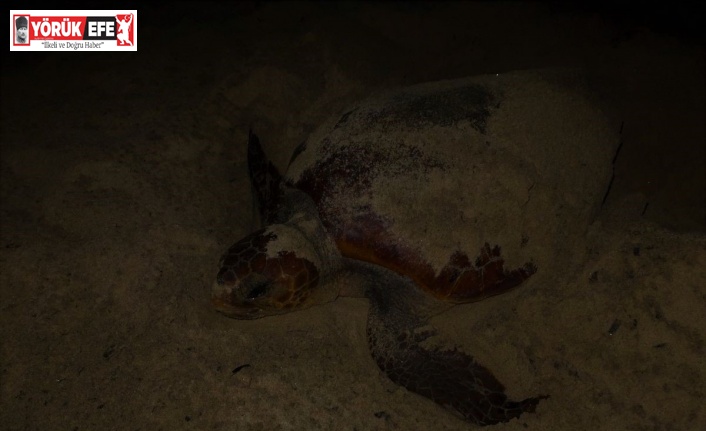 Caretta caretta, Didim sahiline yumurtalarını bıraktı