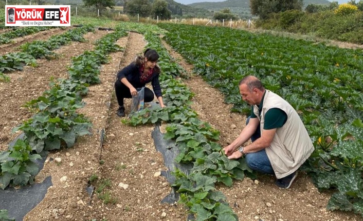 Didim’de hasat öncesi kimyasal kalıntı analizleri yapılıyor