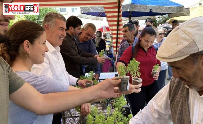 Doğal sivrisinek kovar fesleğenler yoğun ilgi gördü