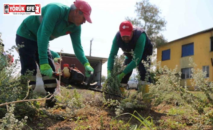 Efeler’de kekik hasadı başladı