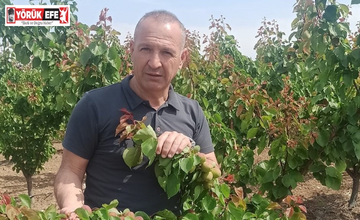 Erkenci kayısılarda Akdeniz sineği kontrolleri yapıldı