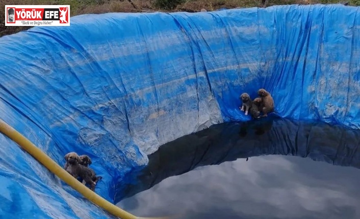 Havuza düşen yavru köpekleri, Aydın itfaiyesi kurtardı