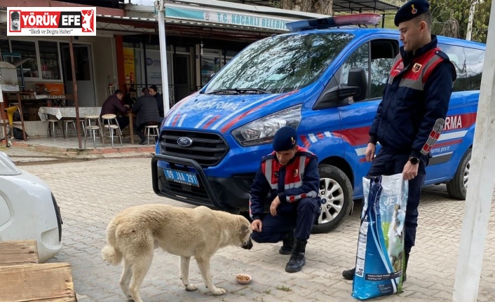 Jandarma ekipleri can dostları unutmuyor
