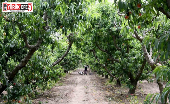 Kuşadası’nda ‘Rich May’ cinsi şeftalinin hasadına başlandı