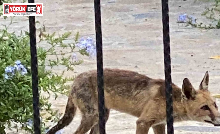 Aç kalan tilki evlere kadar indi