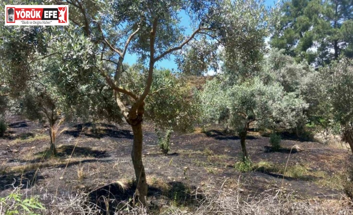 Arazi yangını büyümeden söndürüldü