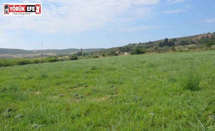 Didim’de erkenci karpuz hasadı yapıldı