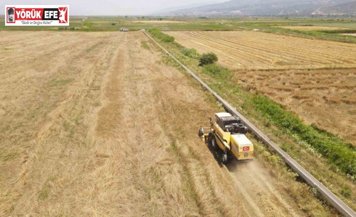 Efeler Belediyesi’nden buğday hasadı