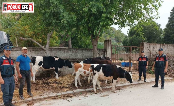 Firar eden inekleri jandarma buldu