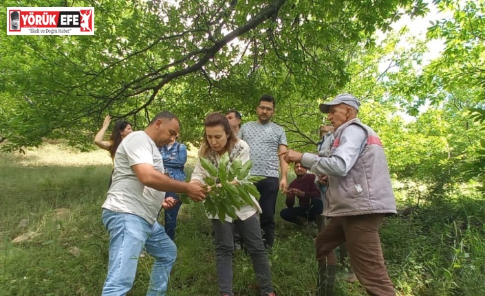 Köşk’te üreticiler Kestane Gal Arısı’na karşı bilgilendiriliyor