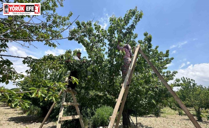 Kuşadası’nda kiraz hasadı devam ediyor