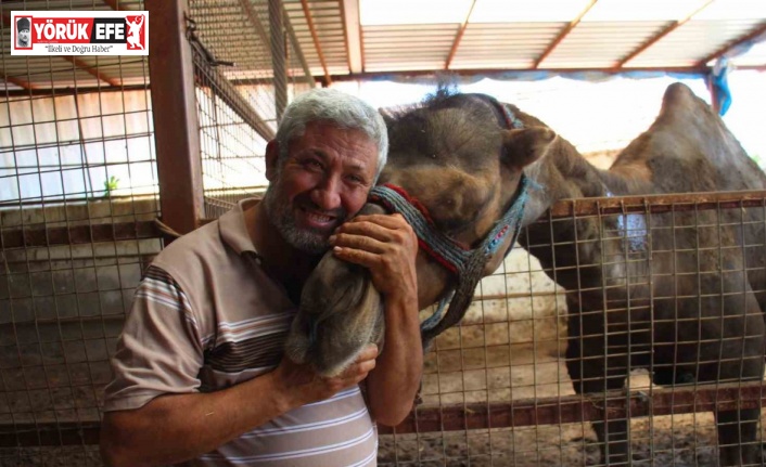 Otomobil fiyatına kurbanlık develer ’yok’ satıyor
