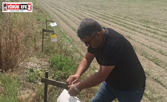 Pamuk tarlalarına tuzaklar asıldı