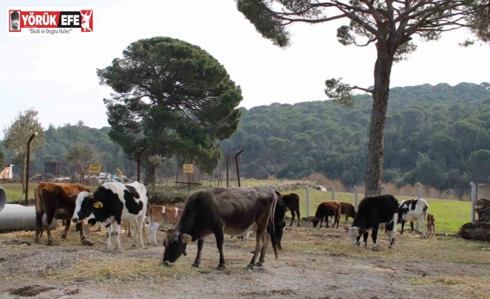 Yangınsavar inekler, askeri alanı yangından korumak için otluyor