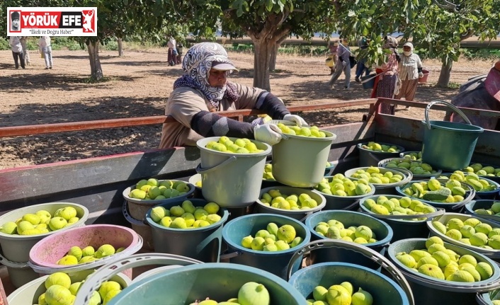 Aydın’da siyah ve sarılop çeşidi taze incirin hasat ve ihraç tarihleri belirlendi