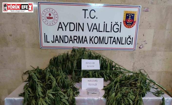 Aydın’da uyuşturucu operasyonu: 1 gözaltı