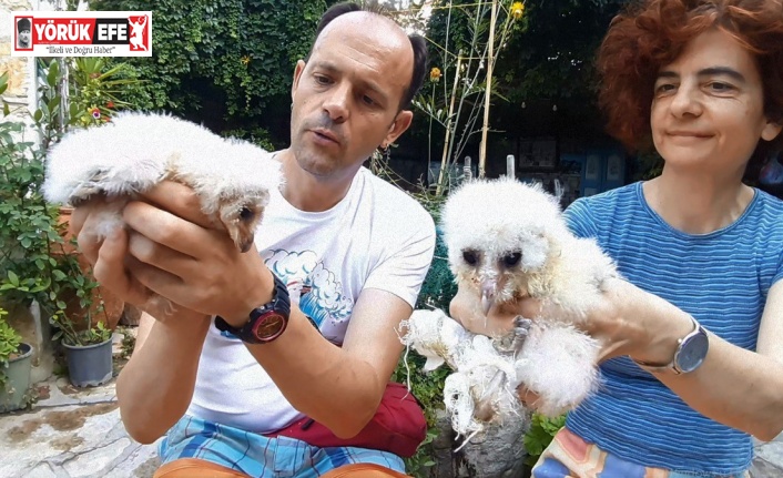 Yaralı halde bulunan peçeli baykuşlar, doğaya salınacağı günü bekliyor