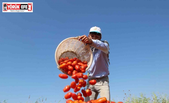 Başkan Atay, Efeler’de tarıma değer katıyor