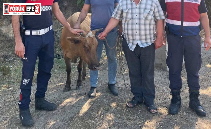 Büyükbaş hayvan hırsızı, jandarmadan kaçamadı