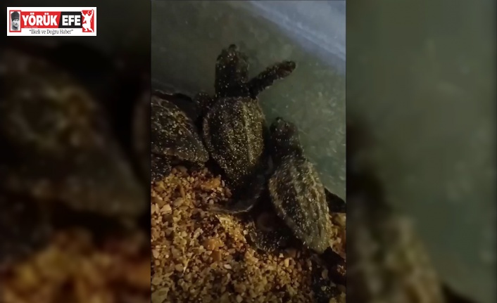 Didim’de yavru carettalar denize ulaştı