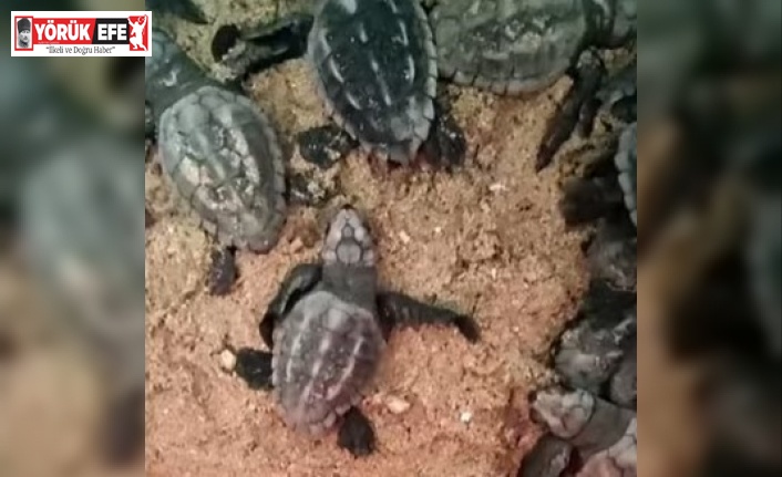 Doğa koruma ekipleri yavru carettaların denizle buluşmasını sağladı