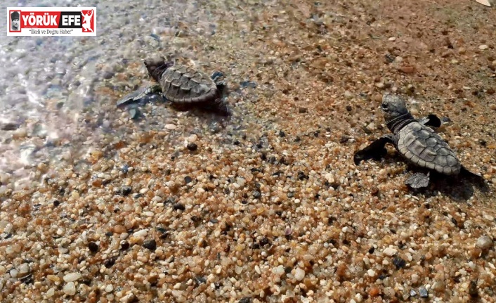 Kuşadası’nda 33 caretta caretta yavrusu denizle buluştu
