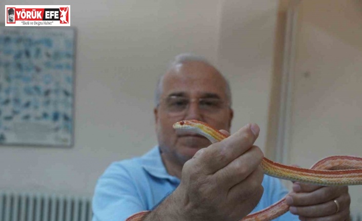 Prof. Dr. Olgun: "Pandemi yılanların sayısını artırdı"