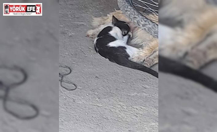 Söke’de yavru kediyi emziren köpek yürekleri ısıttı