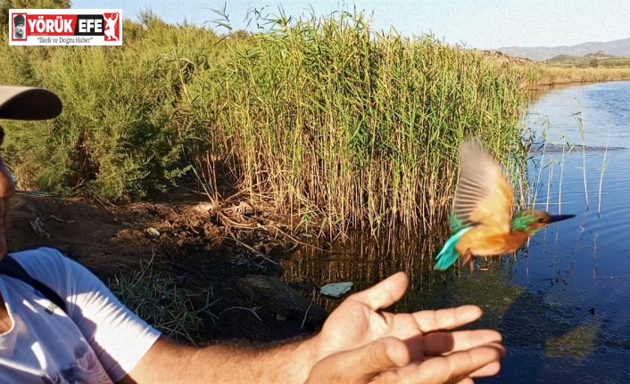 Tedavisi tamamlanan yalıçapkını, özgürlüğe kanat çırptı