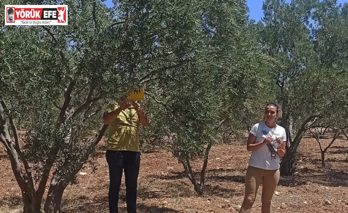 Zeytincilere “ilaçlama” çağrısı