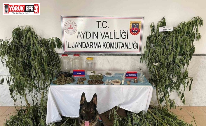 Aydın’da jandarma ekipleri uyuşturucuya geçit vermedi: 1 tutuklama